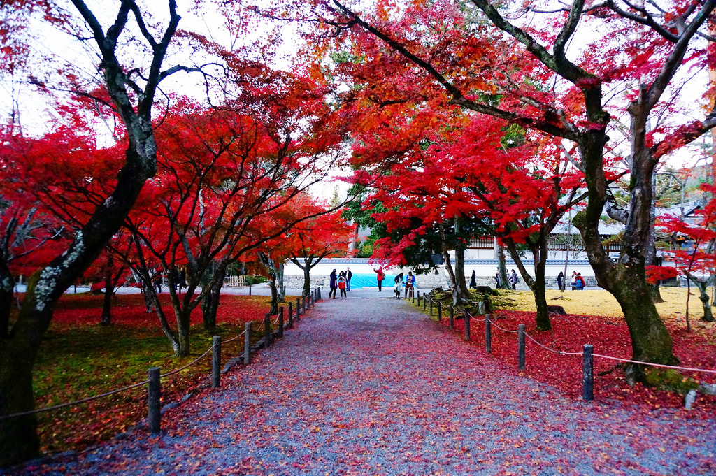 2015京都楓葉自由行 推薦賞楓景點、資訊交通方式全都有!