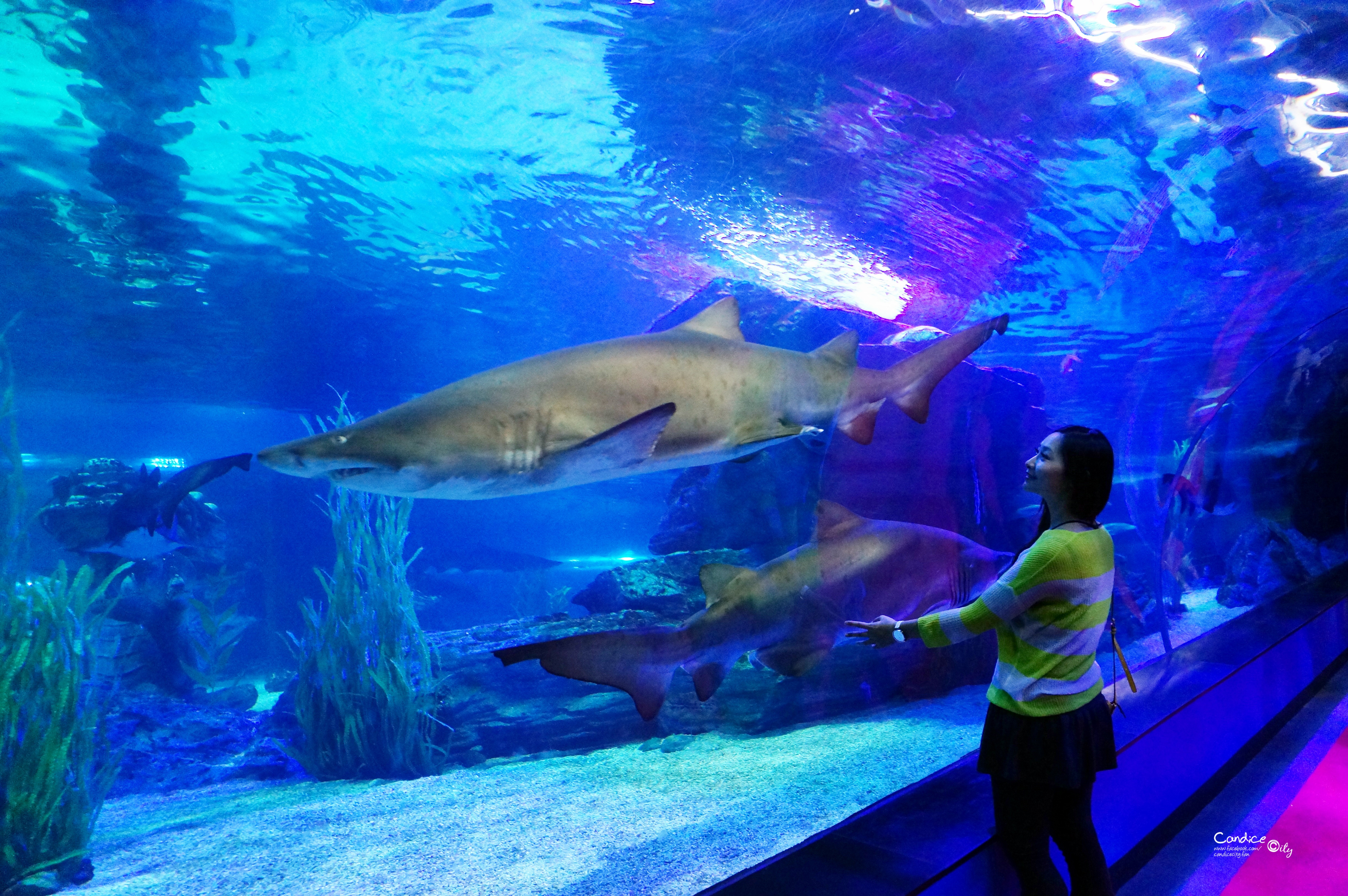 釜山景點&hearts;必訪的釜山水族館，欣賞精彩的鯊魚餵食秀! @陳小沁の吃喝玩樂