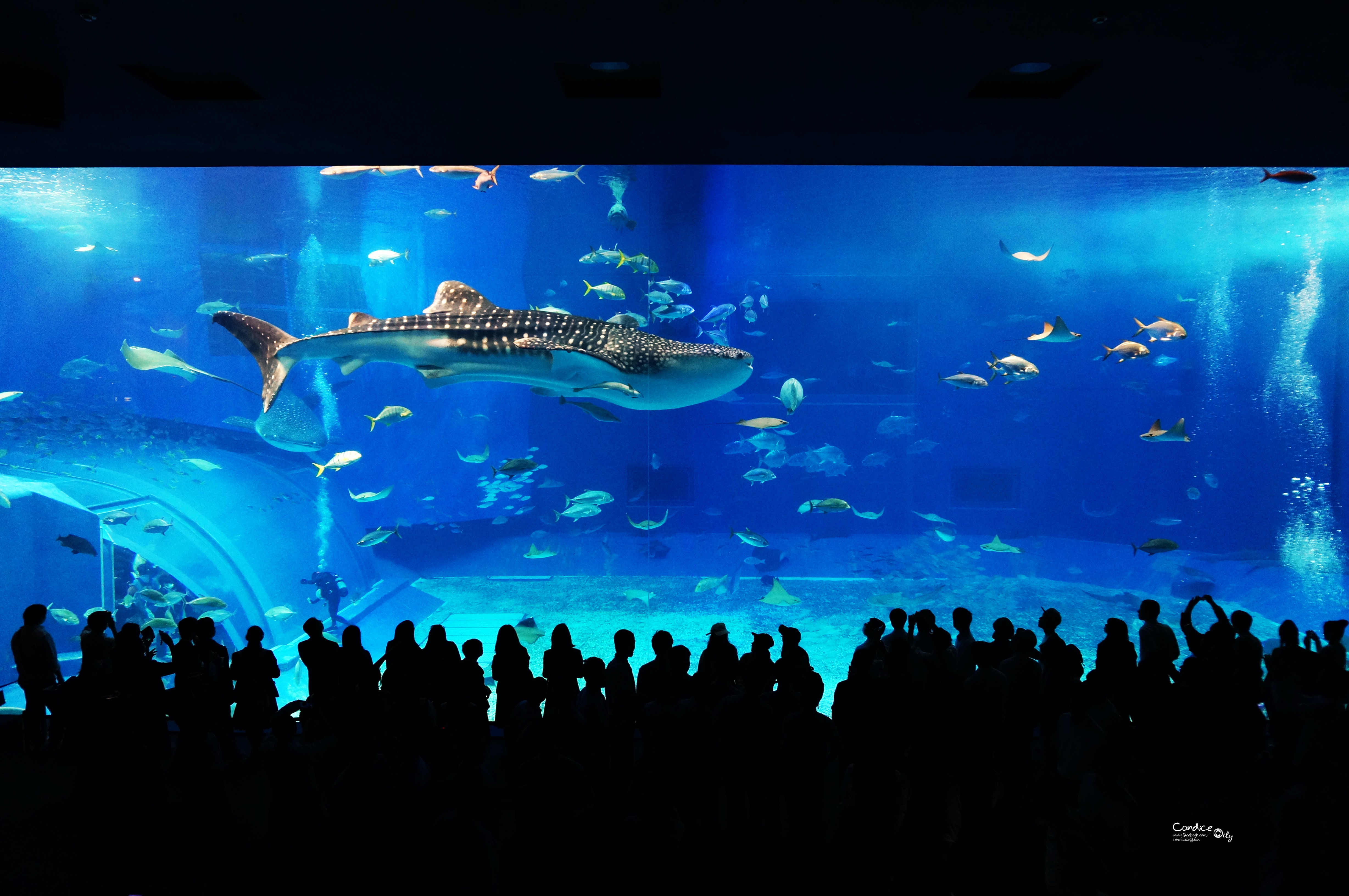 沖繩水族館■美麗海水族館必去景點遊玩攻略 鯨鯊黑潮之海好壯觀!海豚表演時間表 @陳小沁の吃喝玩樂