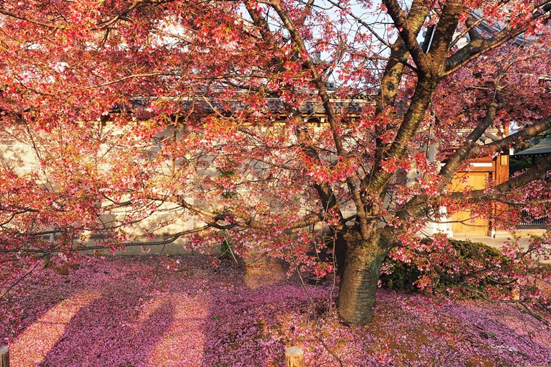 京都賞櫻景點》京都出町柳長德寺,粉色櫻花地毯好浪漫