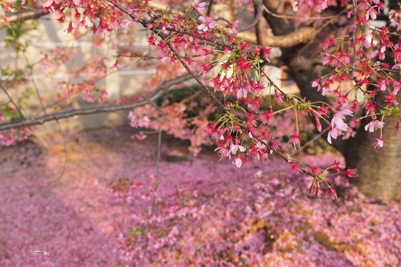 京都賞櫻景點》京都出町柳長德寺,粉色櫻花地毯好浪漫