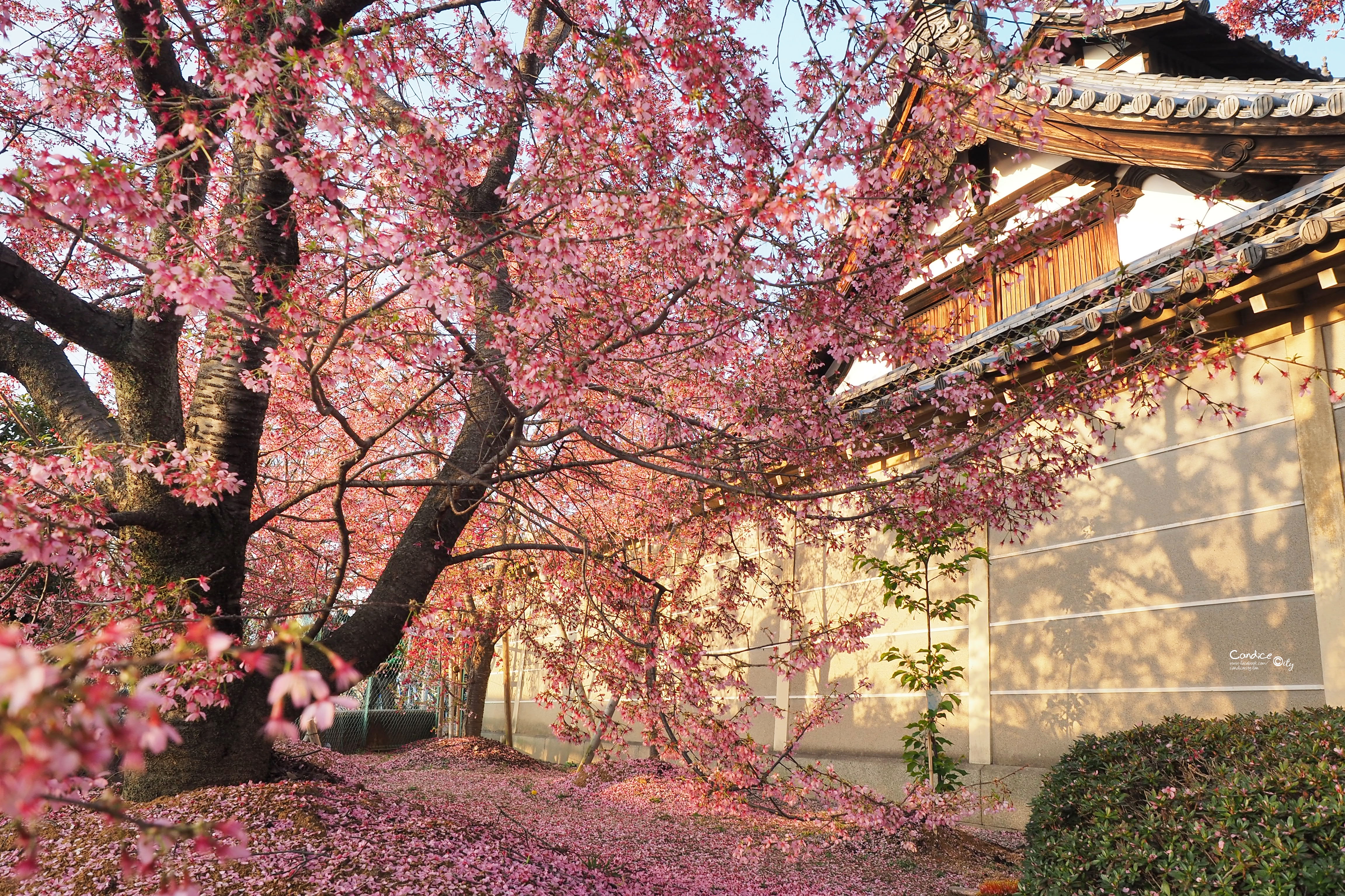 京都賞櫻景點》京都出町柳長德寺,粉色櫻花地毯好浪漫 @陳小沁の吃喝玩樂
