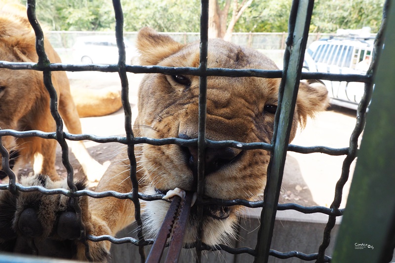 九州自然野生動物園｜九州必去景點!可以餵獅子,叢林巴士必搭!時間預約攻略!