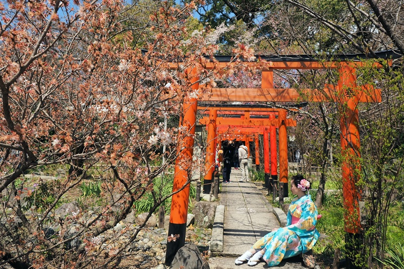 【京都賞櫻】賞櫻景點推薦:平野神社,賞櫻勝地,夜櫻很有名!