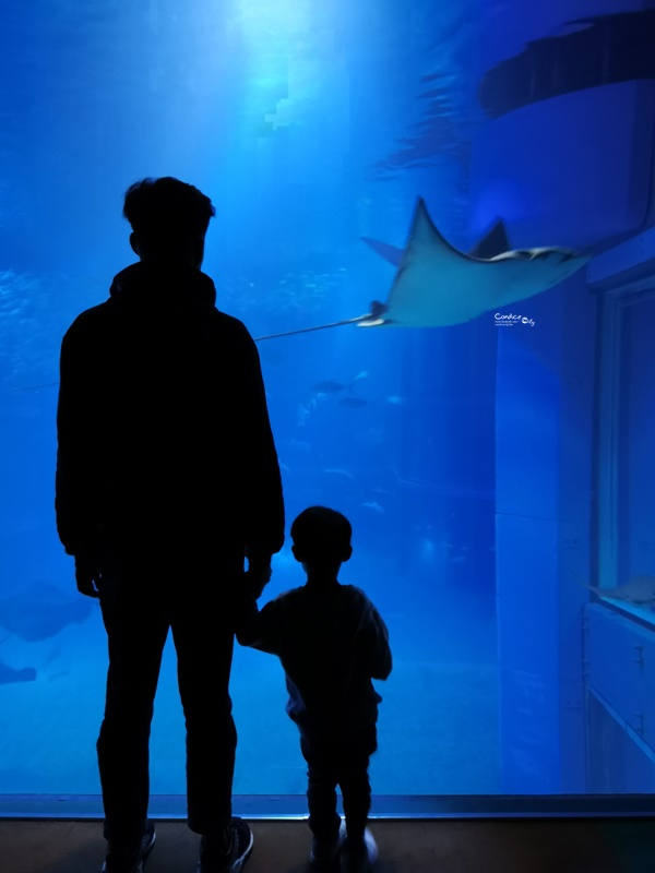 大阪海遊館｜超好玩的海遊館!看海獅海豹海豚超大鯨鯊療癒!親子行程必訪!