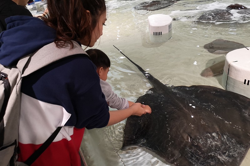 大阪海遊館｜超好玩的海遊館!看海獅海豹海豚超大鯨鯊療癒!親子行程必訪!