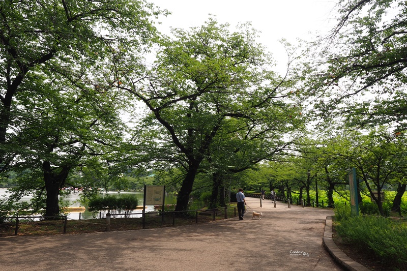 【東京景點】不忍池荷花池,上野恩賜公園,上野景點必訪!