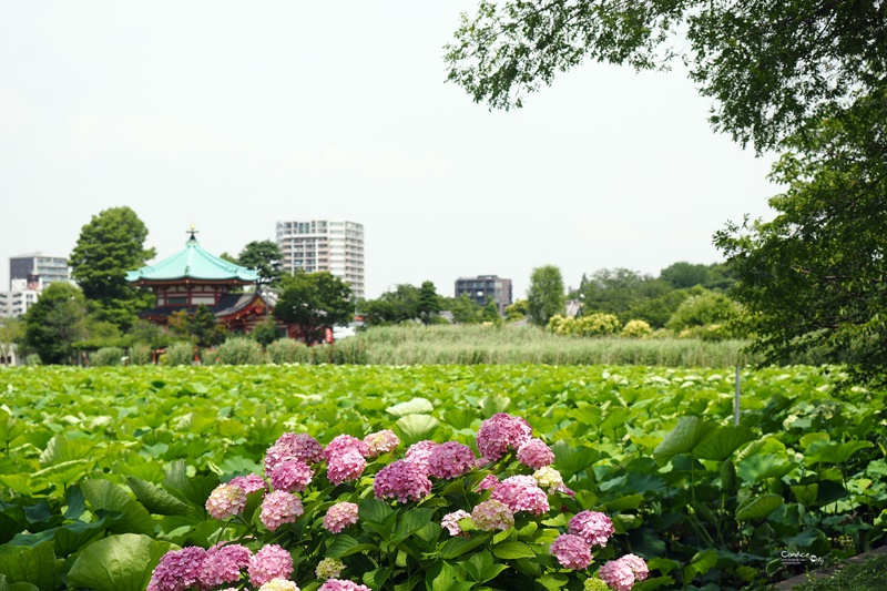 【東京景點】不忍池荷花池,上野恩賜公園,上野景點必訪! @陳小沁の吃喝玩樂