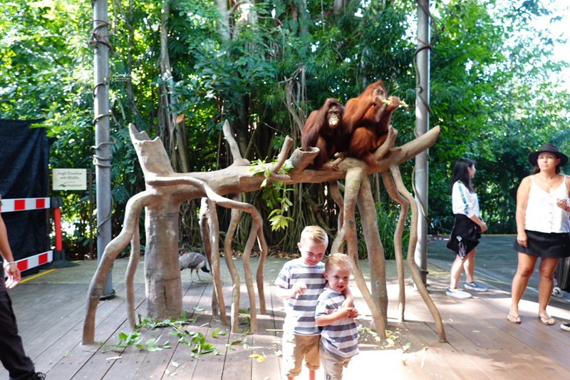 新加坡動物園｜跟猩猩一起吃動物園早餐,餵長頸鹿超棒體驗,新加坡親子景點必訪!