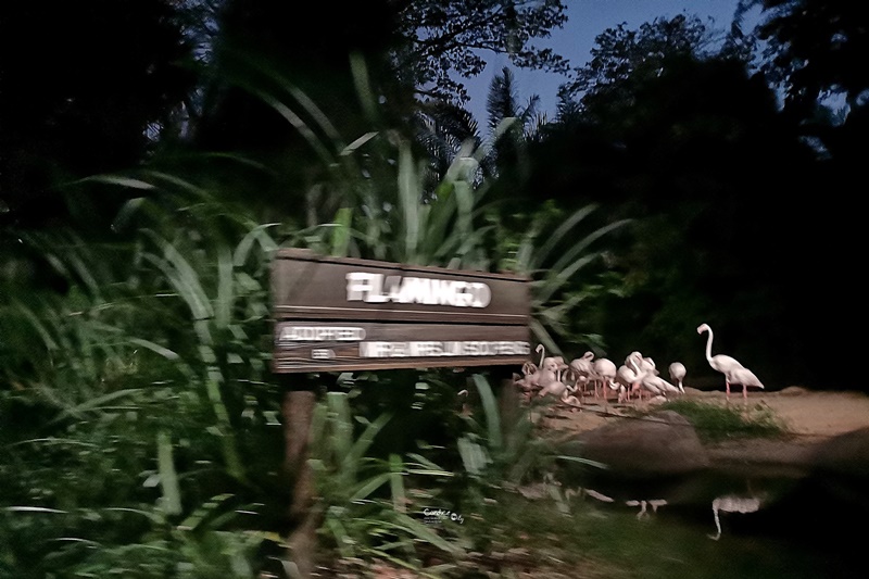新加坡夜間野生動物園｜全世界第一座晚上開的動物園!搭乘遊園車看動物超有趣!