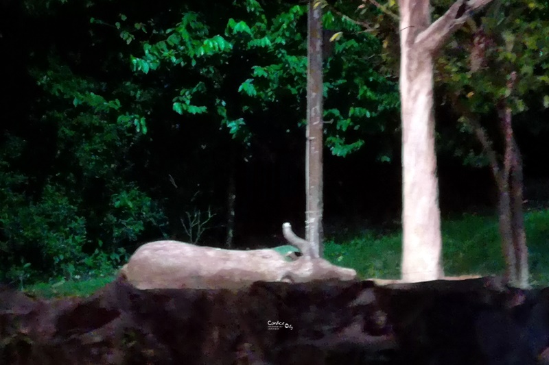 新加坡夜間野生動物園｜全世界第一座晚上開的動物園!搭乘遊園車看動物超有趣!