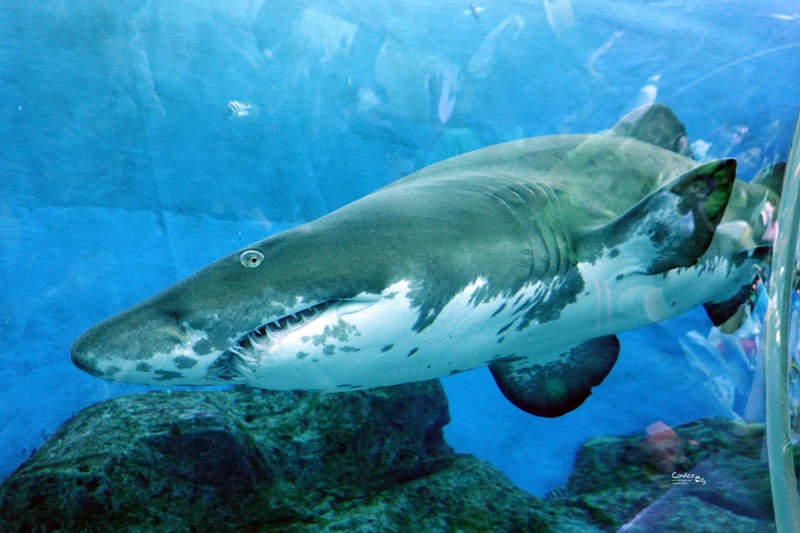 SEA海洋館｜超多大型水族箱,鯊魚是亮點!超美,聖淘沙必訪景點!