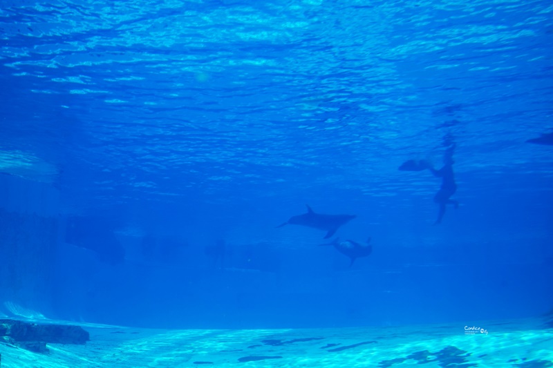 SEA海洋館｜超多大型水族箱,鯊魚是亮點!超美,聖淘沙必訪景點!