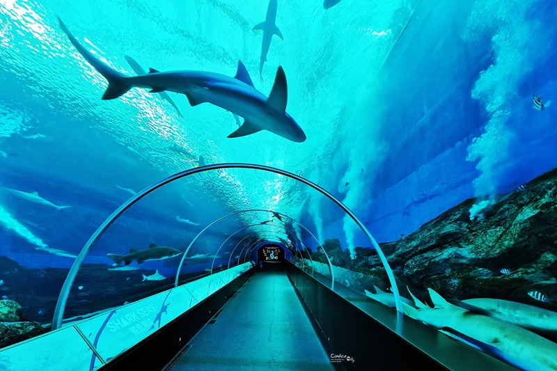 S.E.A.海洋館｜一開門人最少!必拍超大魟魚+鯊魚海底隧道超療癒! @陳小沁の吃喝玩樂