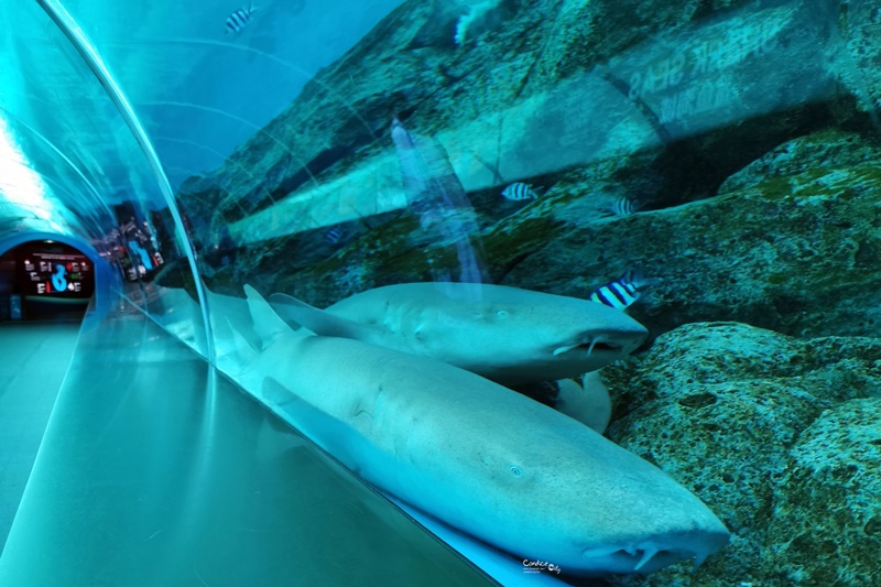 S.E.A.海洋館｜一開門人最少!必拍超大魟魚+鯊魚海底隧道超療癒!