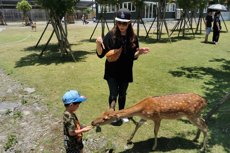 斑比山丘｜新宜蘭景點,不用飛奈良看梅花鹿囉!超可愛的小鹿斑比!