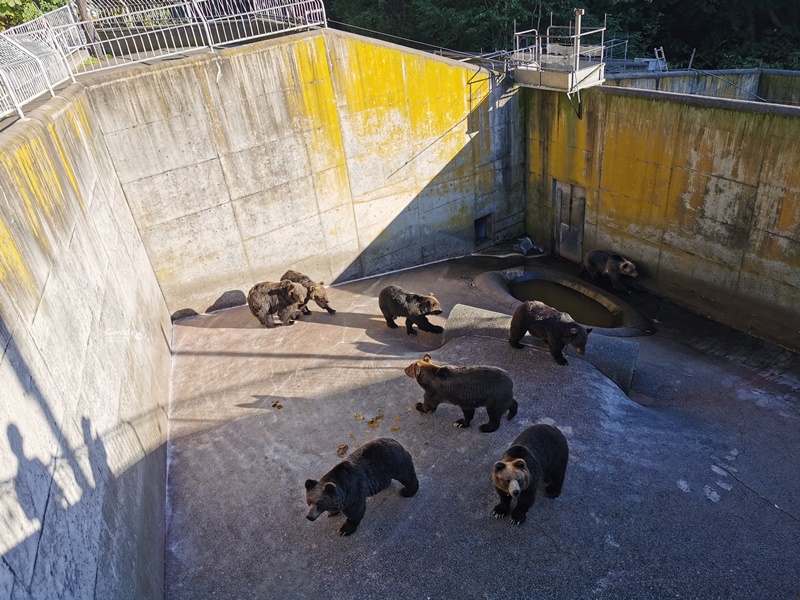 昭和新山熊牧場｜餵熊吃餅乾!欣賞不同年齡的黑熊模樣(洞爺湖景點)
