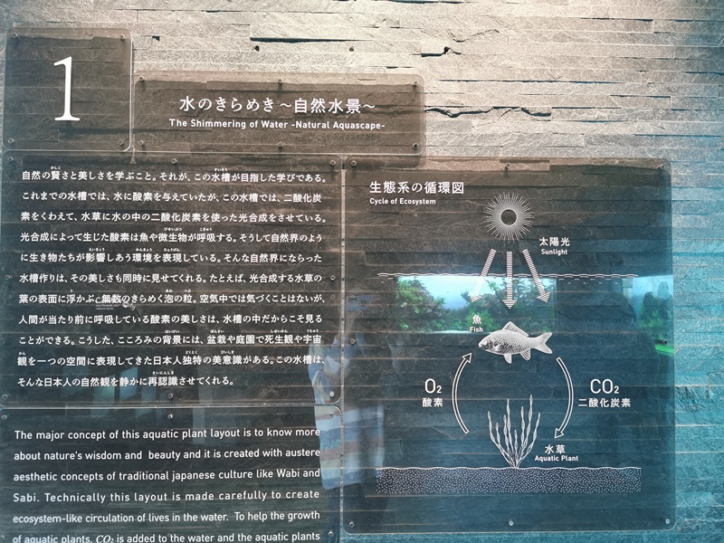 墨田水族館｜海龜水母寶寶必看!悠閒水族館東京水族館必訪!