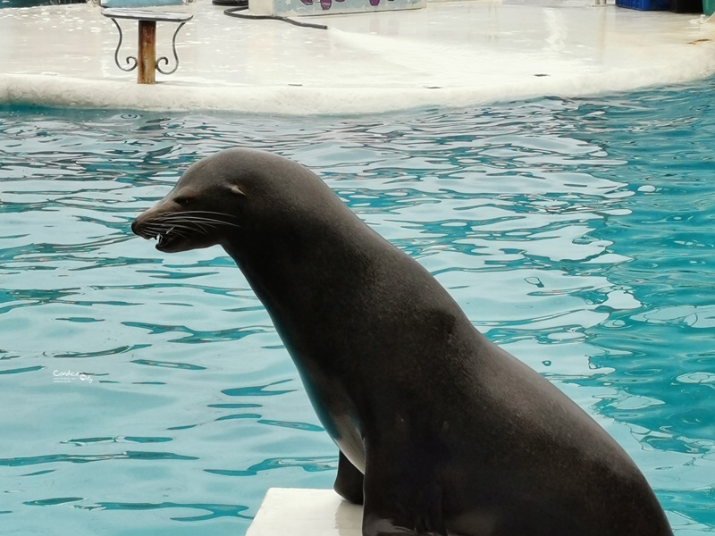 野柳海洋世界｜超威海洋劇場!1場60分鐘,認識海獅,海豚+超精彩跳水表演!