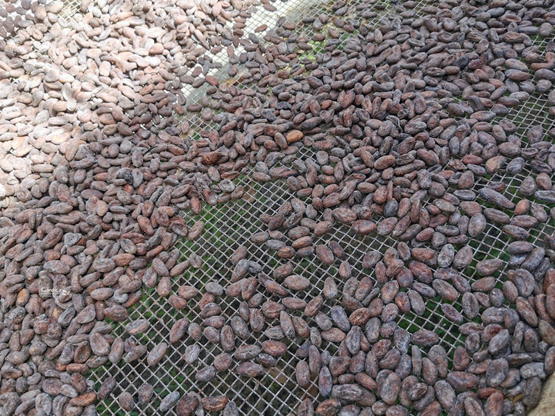阿信巧克力農場｜參觀巧克力製作過程,農場,還有DIY喔(親子墾丁景點推薦)