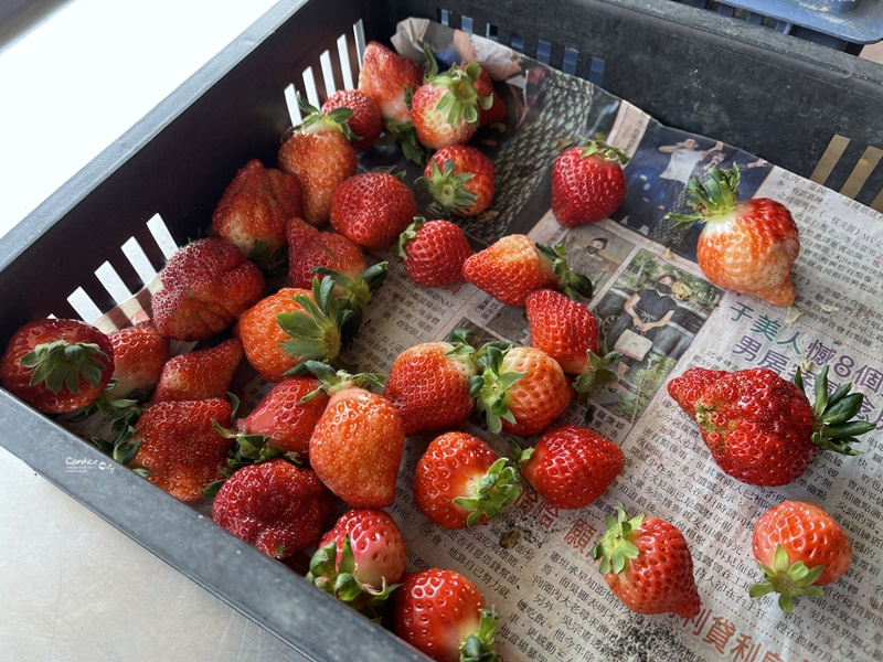 悠活憶境景觀露營區｜營主自營草莓園,還有豐香草莓可採!10帳包場小營區!