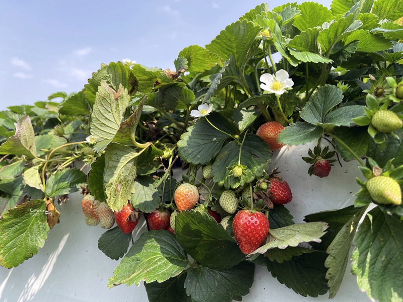 六合草莓休閒農場｜大湖採草莓推薦!高架草莓園,免蹲低好方便!