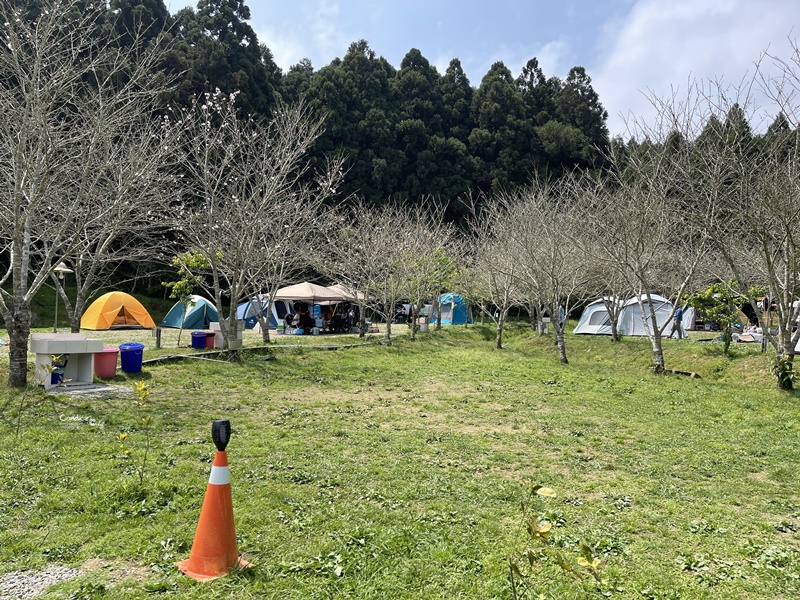 撒萬露營區｜苗栗森林系露營區!櫻花季極美!圍繞吉野櫻樹下搭營!