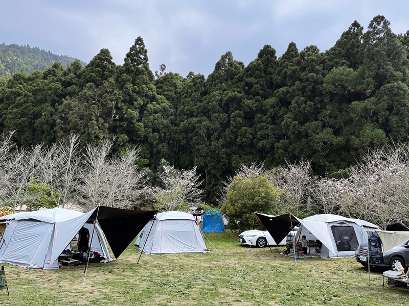 撒萬露營區｜苗栗森林系露營區!櫻花季極美!圍繞吉野櫻樹下搭營!
