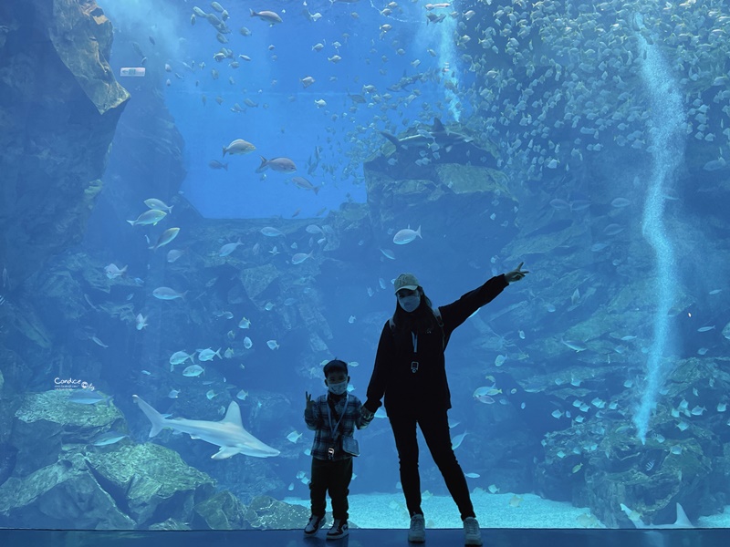 Xpark水族館住一晚豪華體驗分享！海洋系飯店級入住水族館/和逸:宿海奇遇!