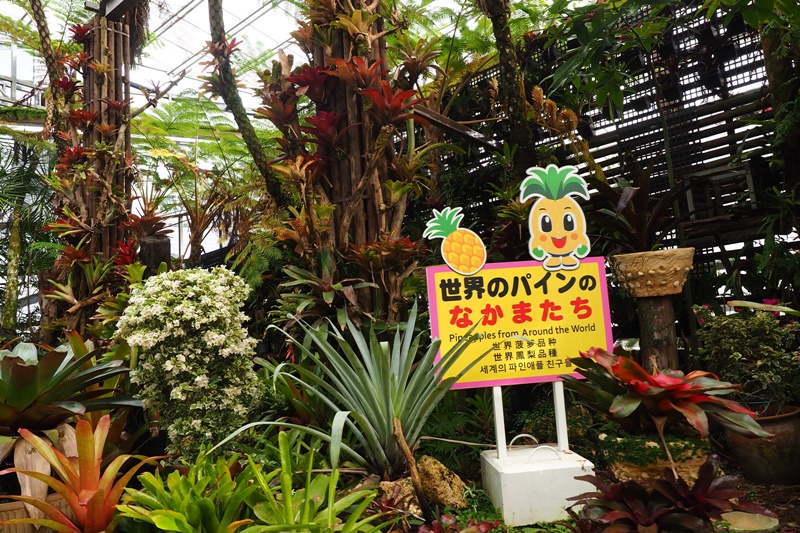 名護鳳梨園｜超推薦的沖繩親子景點!好吃好玩又不怕下雨!