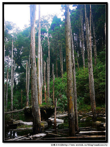 【遊記】溪頭忘憂森林 – 忘卻煩憂的美景！相當值得一去！